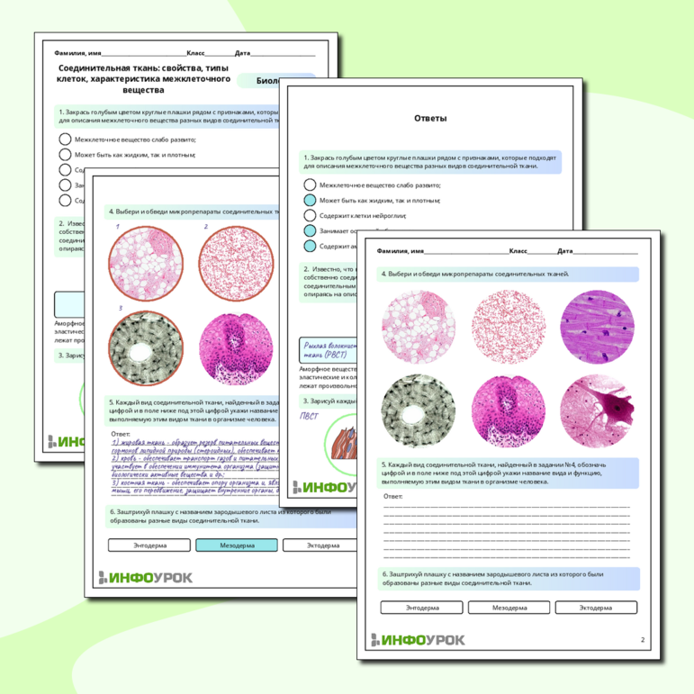 Рабочий лист по биологии: Соединительная ткань: свойства, типы клеток, характеристика межклеточного вещества