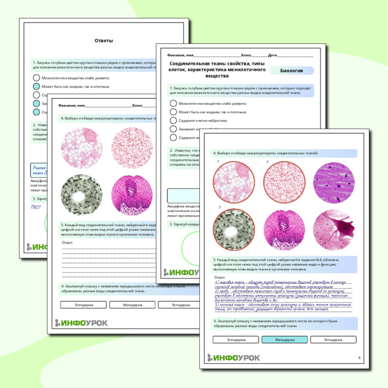 Рабочий лист по биологии: Соединительная ткань: свойства, типы клеток, характеристика межклеточного вещества