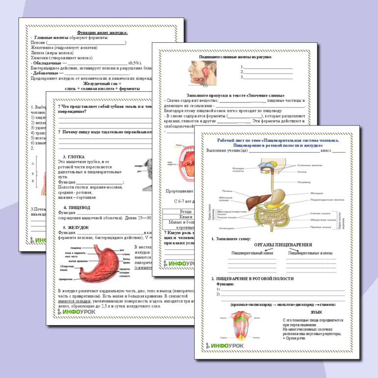 Рабочий лист по теме Пищеварительная система человека. Пищеварение в ротовой полости и желудке.