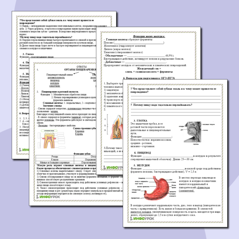 Рабочий лист по теме Пищеварительная система человека. Пищеварение в ротовой полости и желудке.