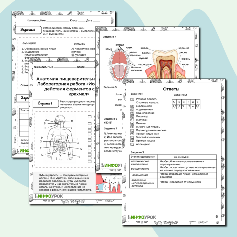 Рабочий лист Анатомия пищеварительной системы. Лабораторная работа «Исследование действия ферментов слюны на крахмал»