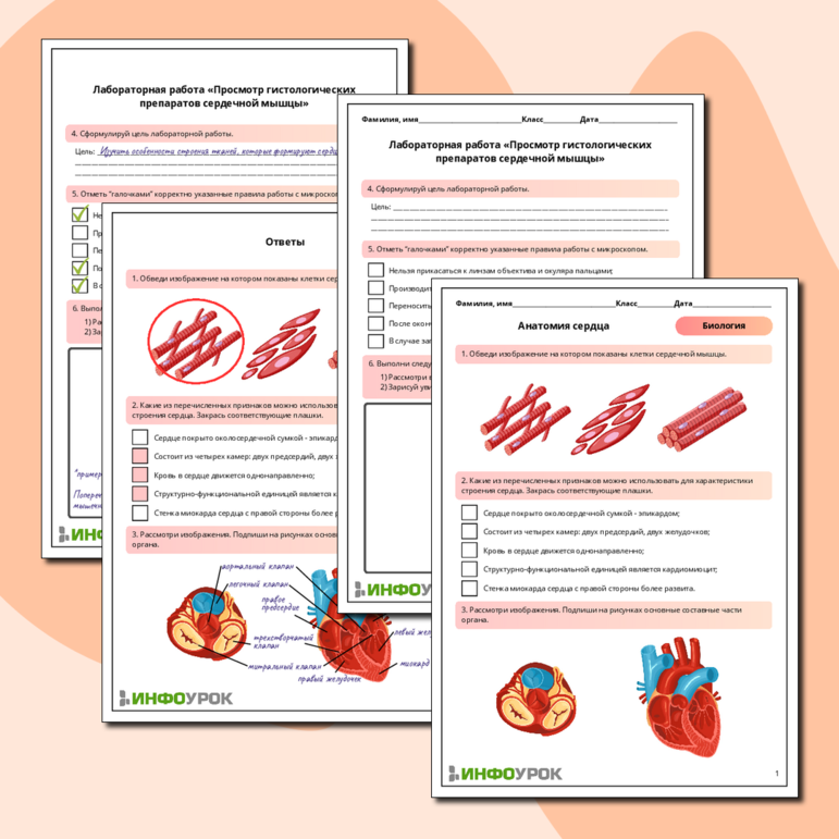 Рабочий лист «Анатомия сердца. Лабораторная работа «Просмотр гистологических препаратов сердечной мышцы»