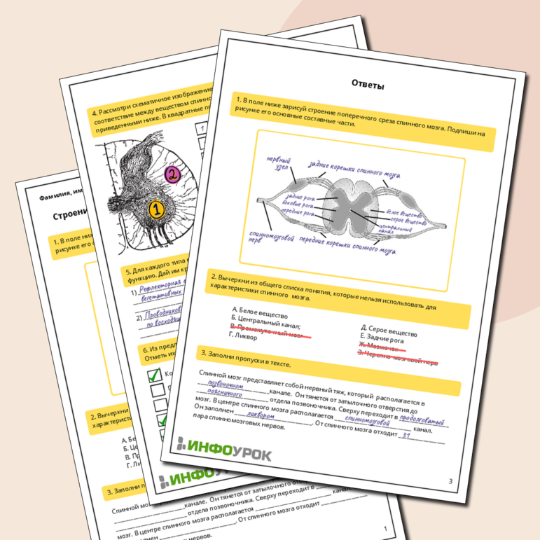 Рабочий лист по биологии: Строение и функции спинного мозга