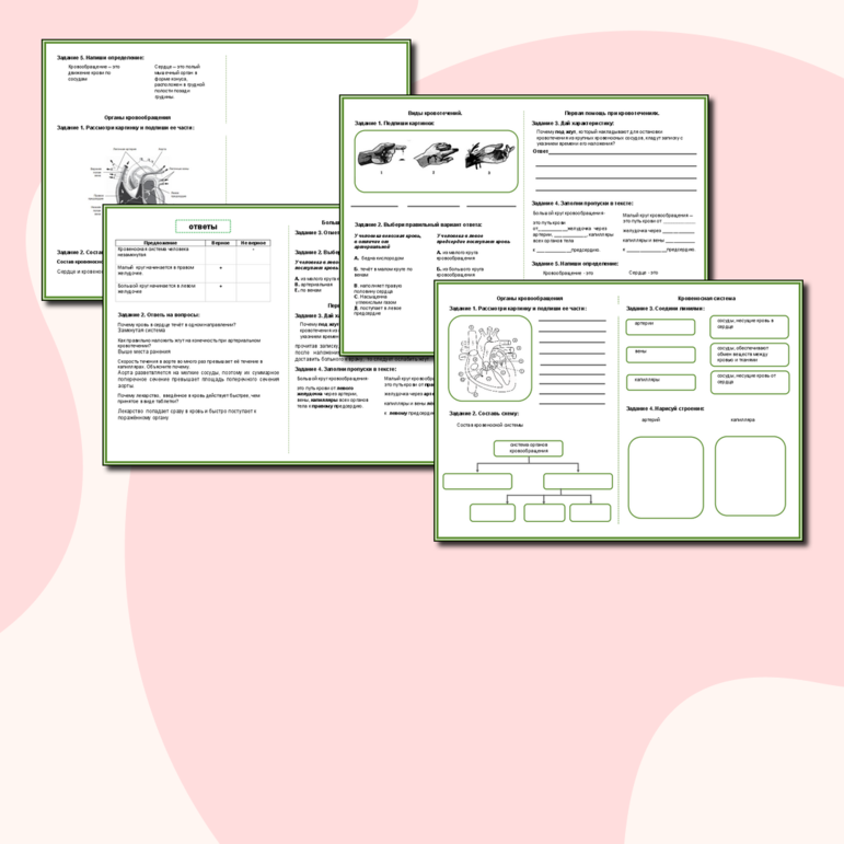 Рабочая тетрадь «Кровеносная система человека»