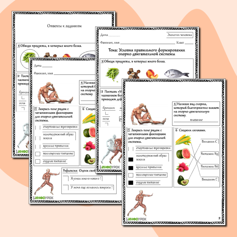 Рабочий лист по экологии человека Условия правильного формирования опорно-двигательной системы