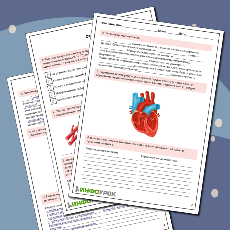 Рабочий лист по биологии: Сердечная и гладкая мышечные ткани