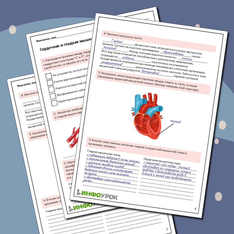 Рабочий лист по биологии: Сердечная и гладкая мышечные ткани