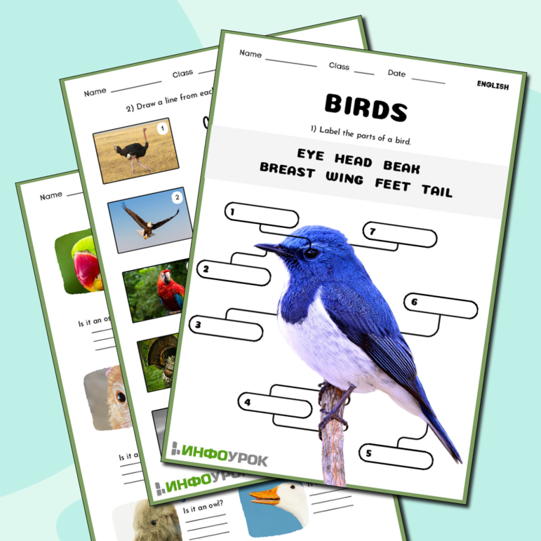 Birds. Рабочий лист на английском языке на тему 