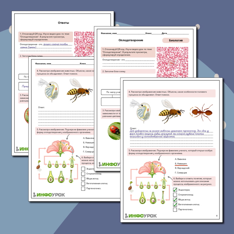 Рабочий лист по биологии: Оплодотворение