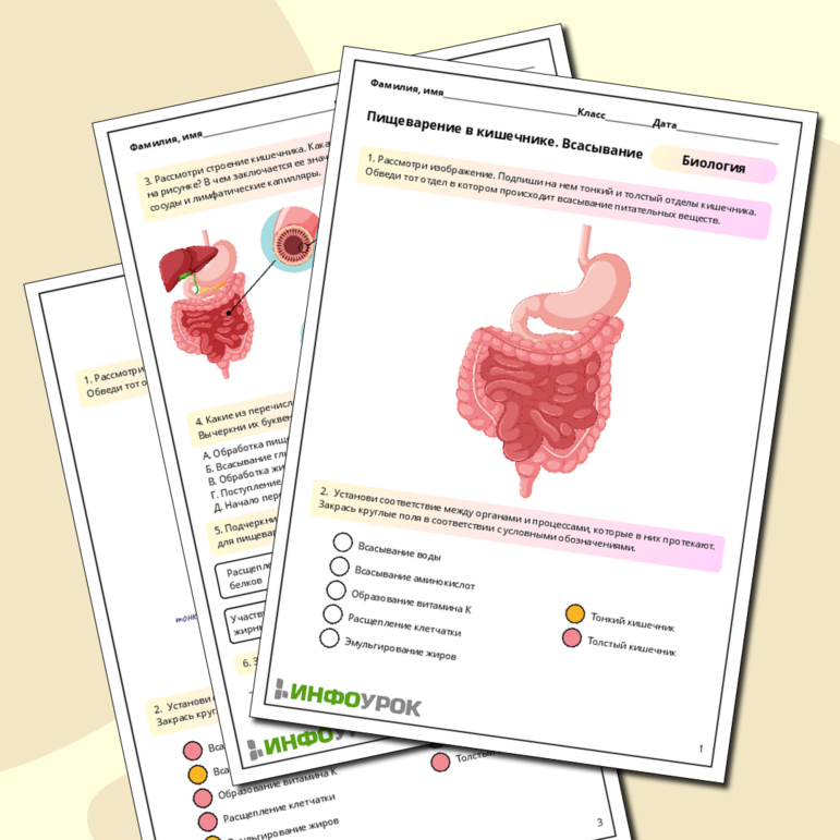 Рабочий лист по биологии: Пищеварение в кишечнике. Всасывание