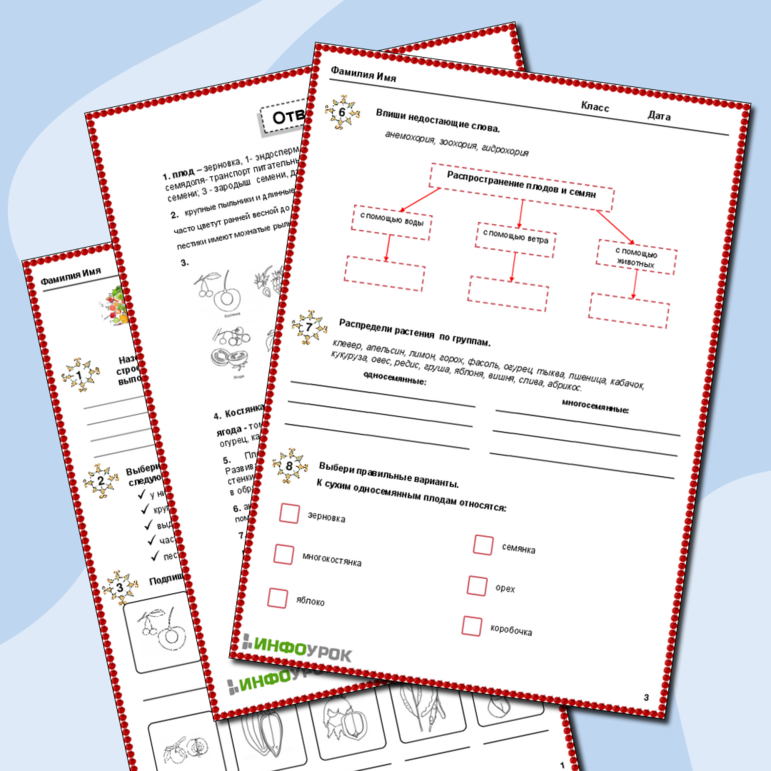 Рабочий лист «Плоды»