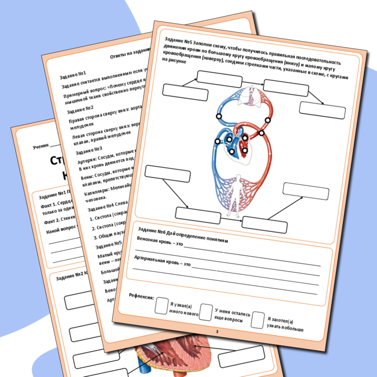 Рабочий лист по биологии по теме «Строение и работа сердца. Круги кровообращения»