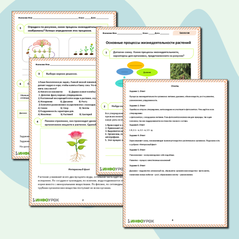 Рабочий лист «Основные процессы жизнедеятельности растений»