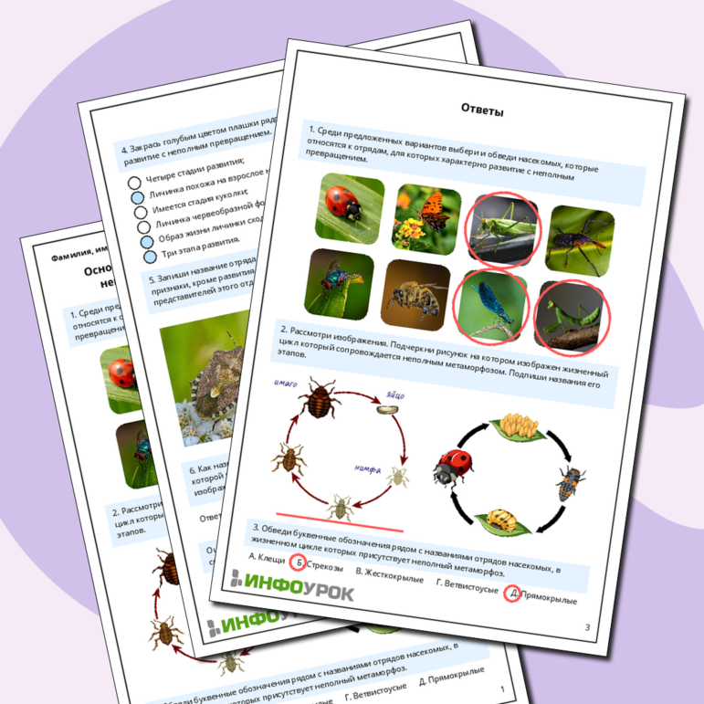 Рабочий лист по биологии: Основные отряды насекомых с неполным превращением