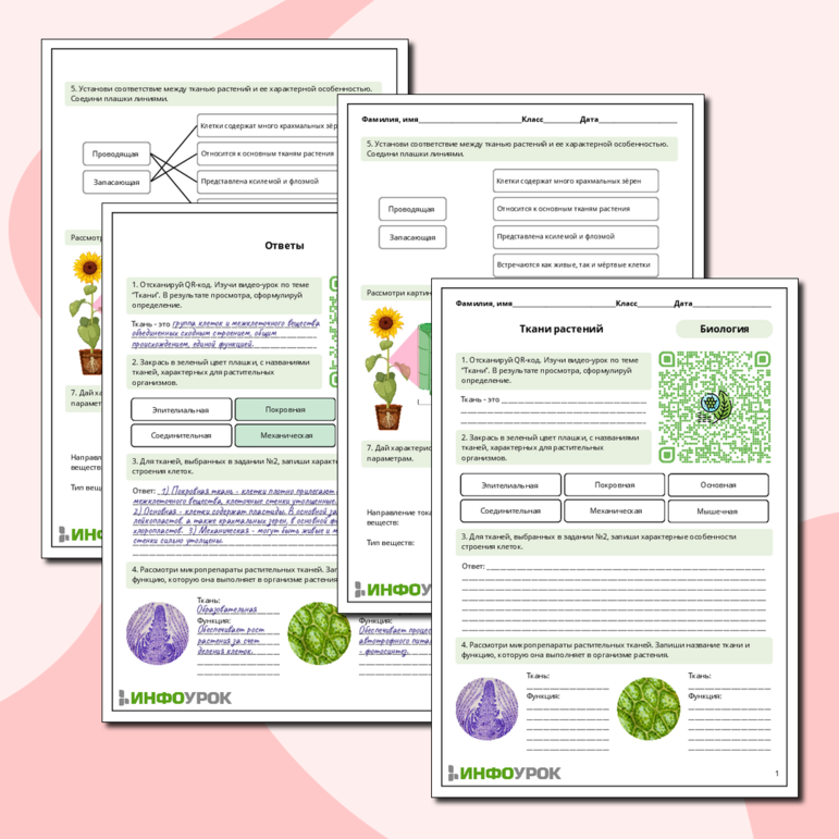 Рабочий лист по биологии: Ткани растений