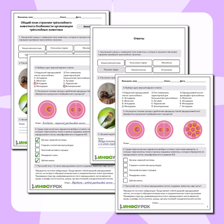 Рабочий лист по биологии: Общий план строения трёхслойного животного. Особенности организации трёхслойных животных