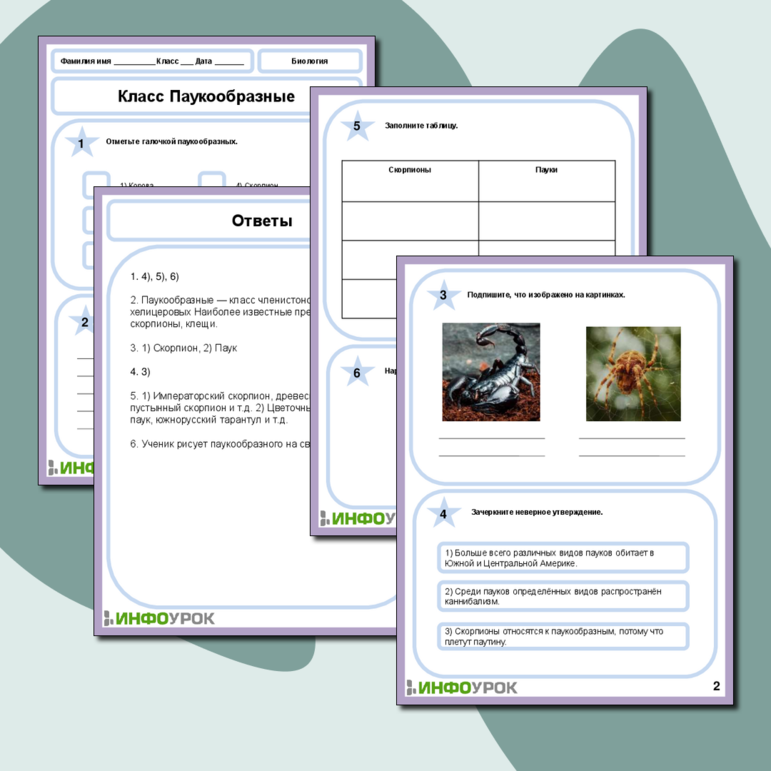 Рабочий лист по Биологии на тему «Класс Паукообразные»