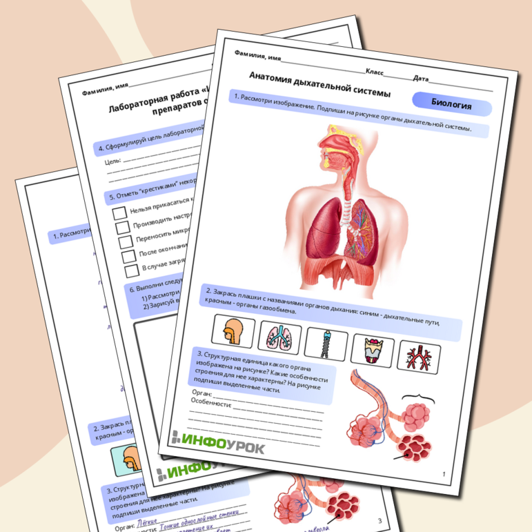 Рабочий лист по биологии: Анатомия дыхательной системы. Лабораторная работа «Изучение гистологических препаратов органов дыхания»
