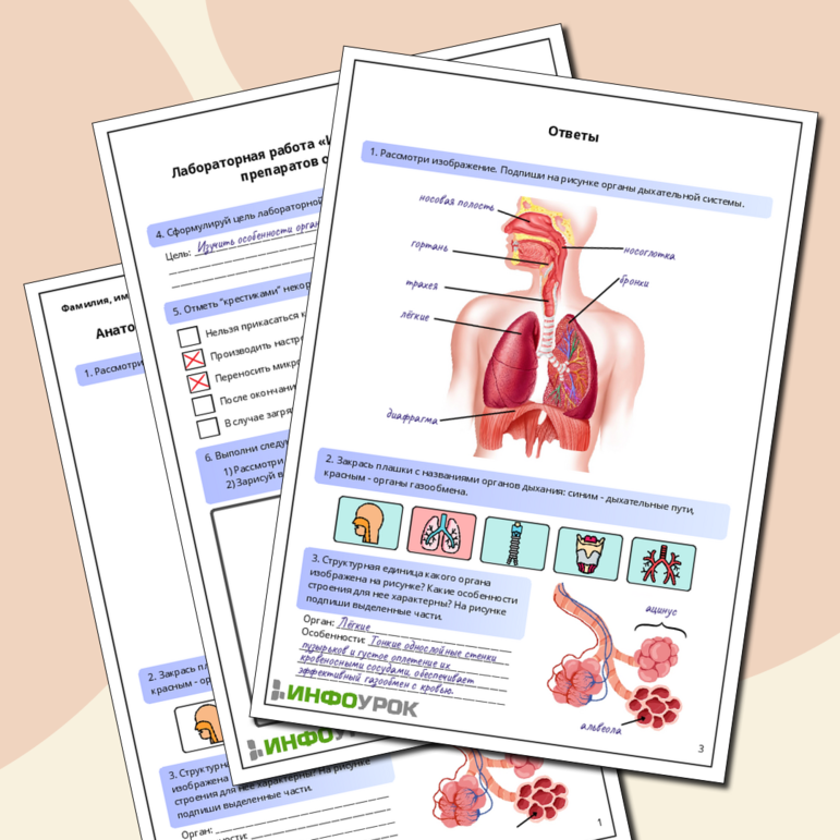 Рабочий лист по биологии: Анатомия дыхательной системы. Лабораторная работа «Изучение гистологических препаратов органов дыхания»