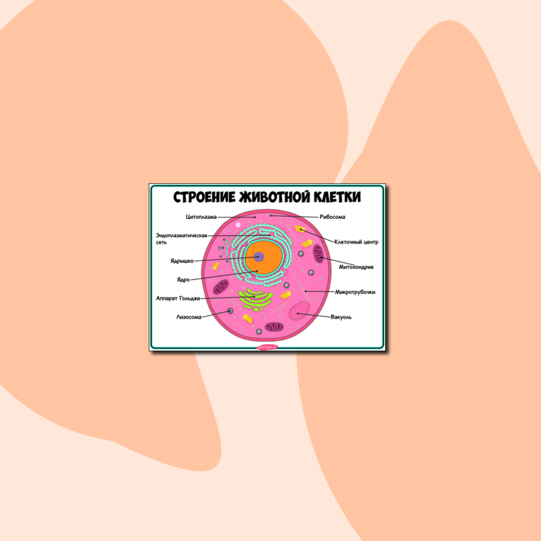 Строение животной клетки - Плакат