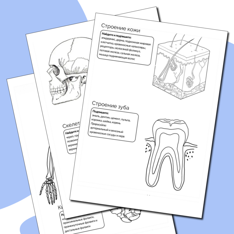 Раскраска по анатомии 9,10,11 класс Биология ОГЭ/ЕГЭ