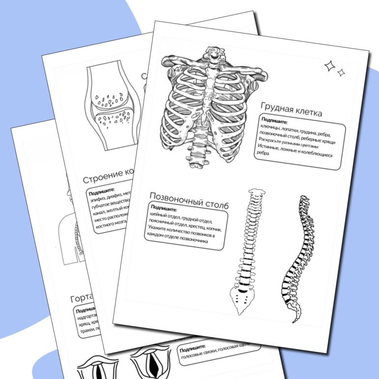 Раскраска по анатомии 9,10,11 класс Биология ОГЭ/ЕГЭ