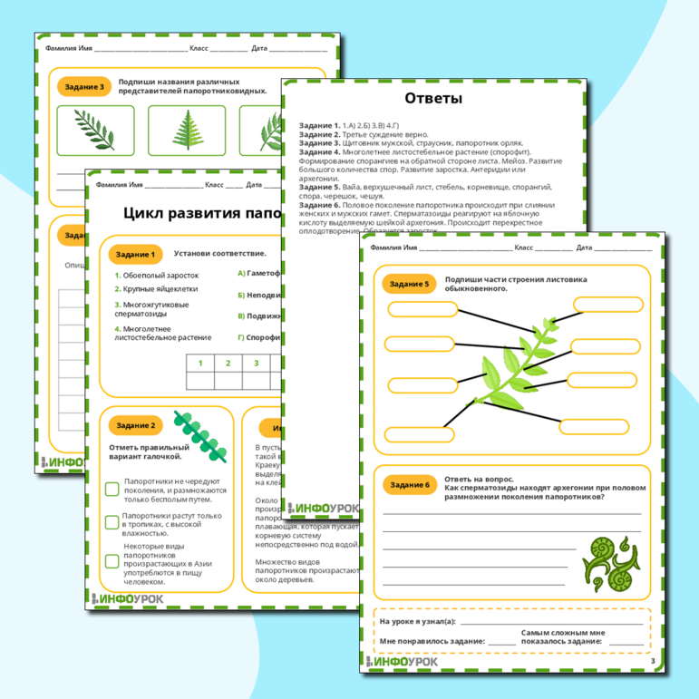 Рабочий лист по биологии на тему: «Цикл развития папоротника»