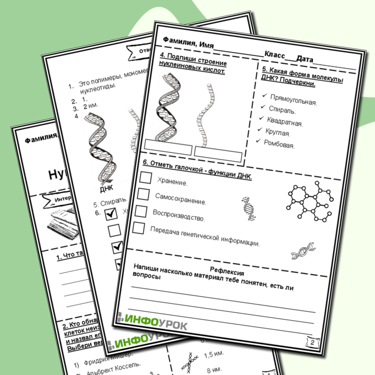 Рабочий лист «Нуклеиновые кислоты ДНК»