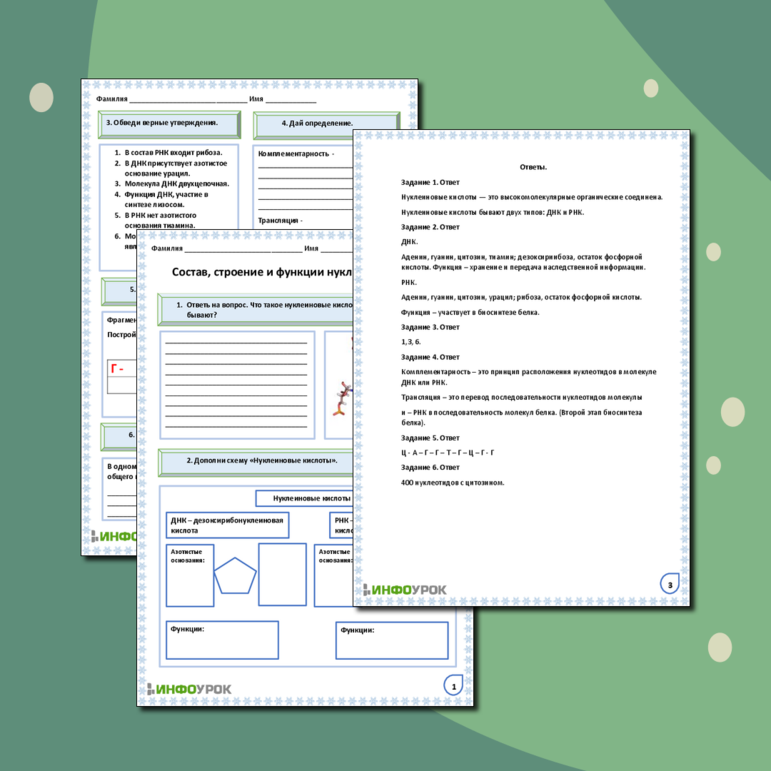 Рабочий лист «Состав, строение и функции нуклеиновых кислот»