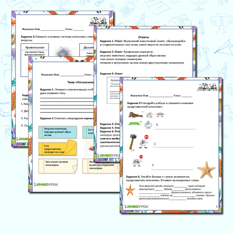 Рабочий лист для подготовки к ЕГЭ/ОГЭ зоология. Иглокожие.