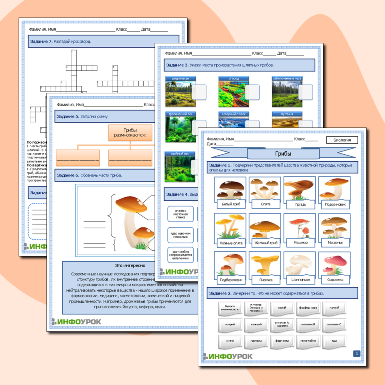 Рабочий лист по биологии. Грибы. Общая характеристика