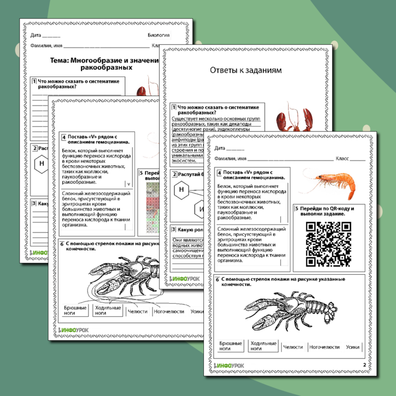 Рабочий лист по биологии «Многообразие и значение ракообразных»