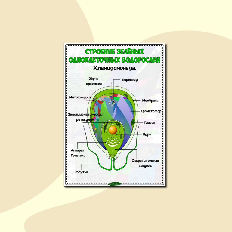 Строение зелёных одноклеточных водорослей - плакат