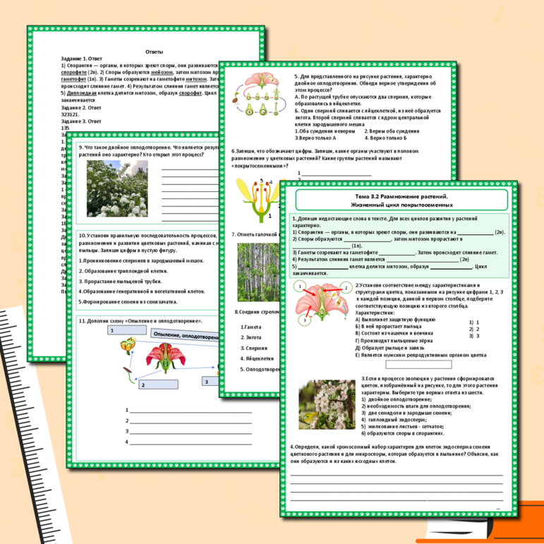 Рабочий лист «Тема 3.2 Размножение растений. Жизненный цикл покрытосеменных растений»,