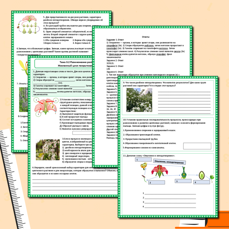 Рабочий лист «Тема 3.2 Размножение растений. Жизненный цикл покрытосеменных растений»,