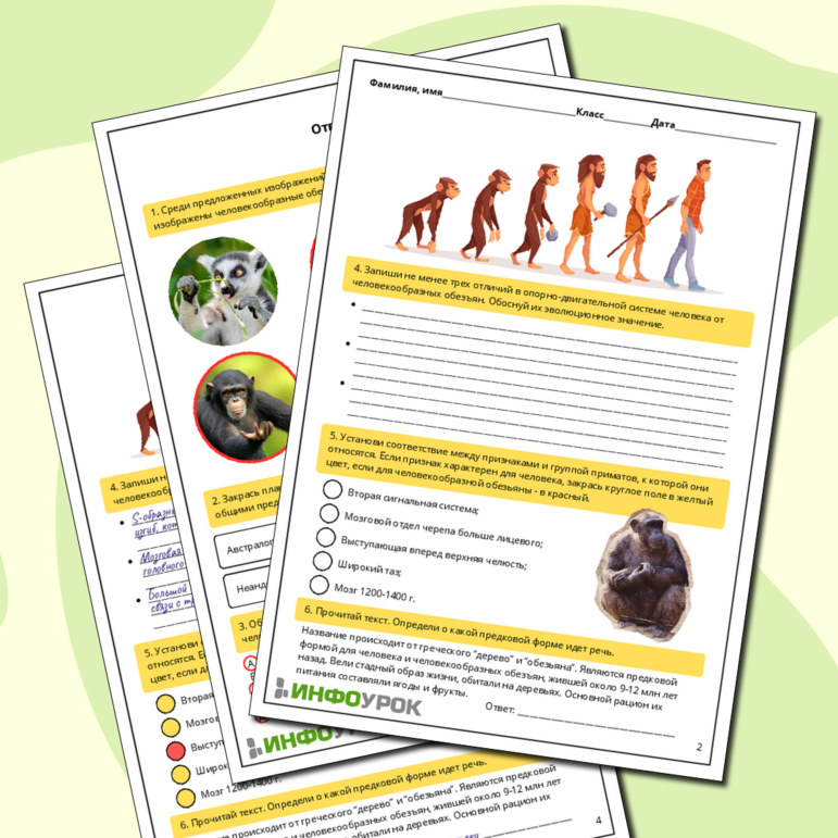 Рабочий лист по биологии: Сходство и различия человека и человекообразных обезьян