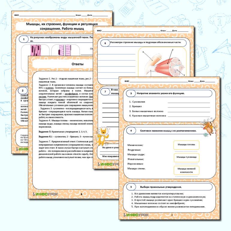 Рабочий лист Мышцы, их строение, функции и регуляция. Работа мышц.