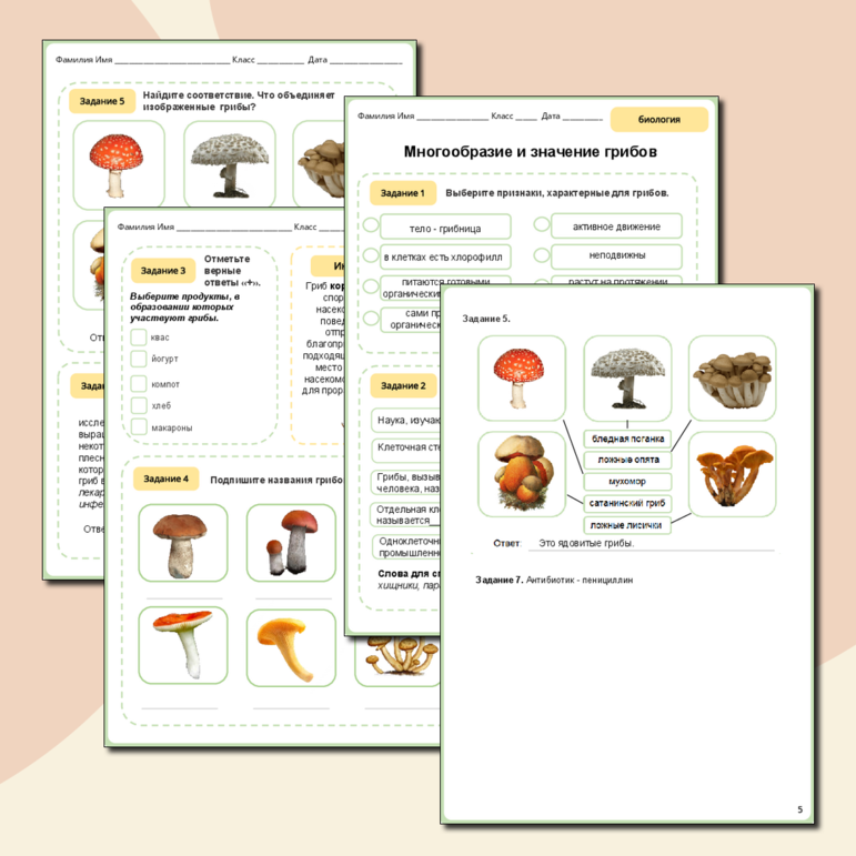 Рабочий лист «Многообразие и значение грибов»