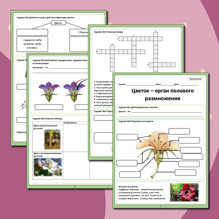 Рабочий лист по биологии по теме «Цветок - орган полового размножения растений»