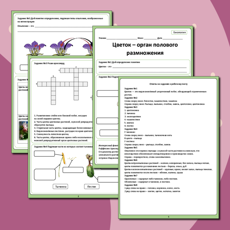 Рабочий лист по биологии по теме «Цветок - орган полового размножения растений»