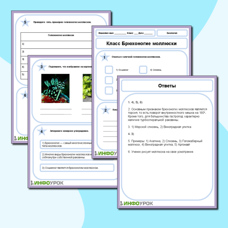 Рабочий лист по Биологии на тему «Класс Брюхоногие моллюски»