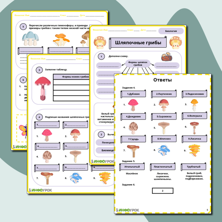 Рабочий лист по биологии на тему «Шляпочные грибы»