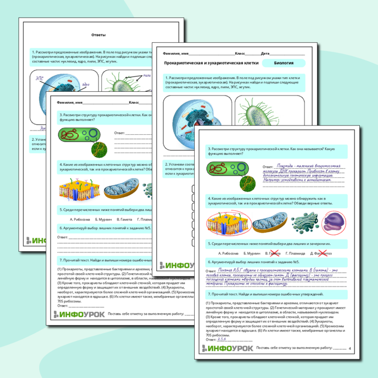 Рабочий лист по биологии 