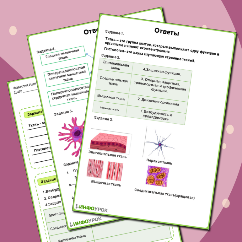 Рабочий лист по биологии «Ткани животных»