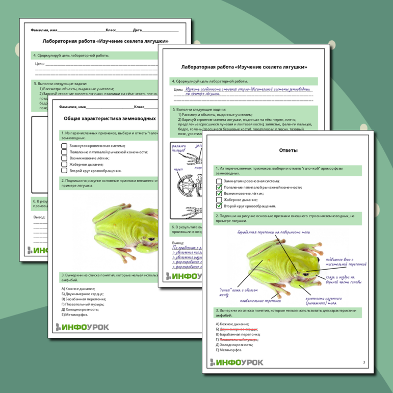 Рабочий лист по биологии: Общая характеристика земноводных. Лабораторная работа «Изучение скелета лягушки»