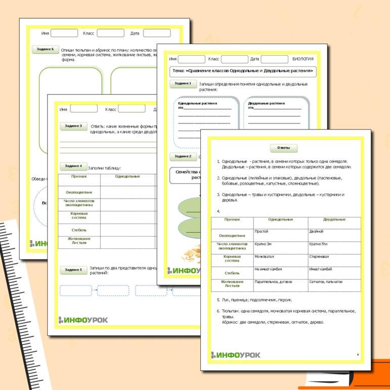 Рабочий лист по биологии «Сравнение классов Однодольные и Двудольные растения»