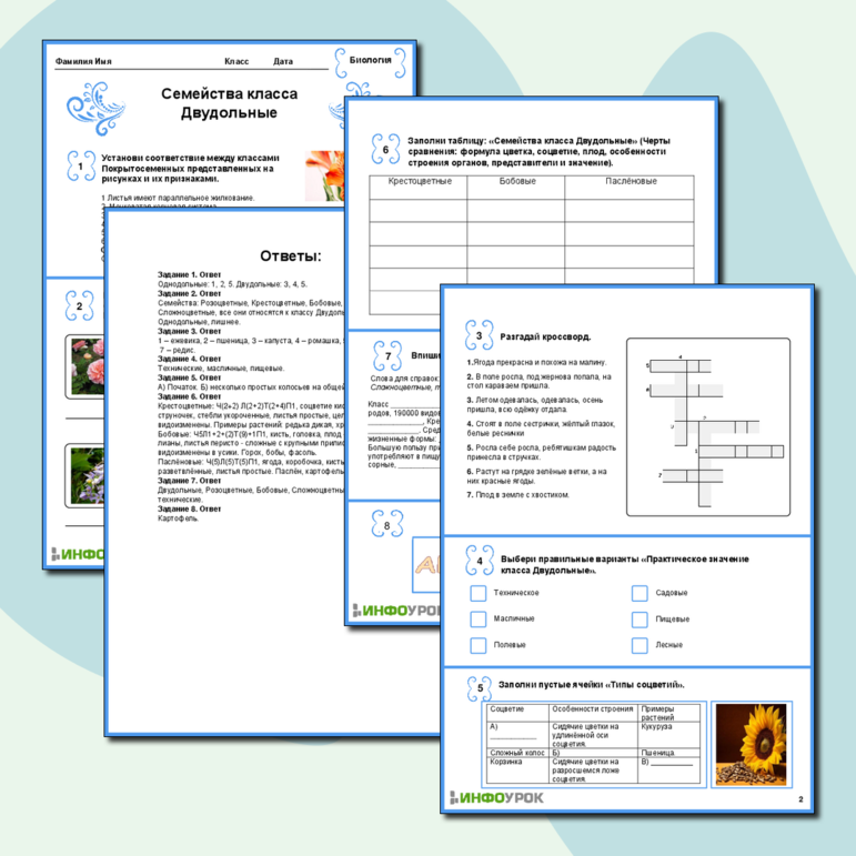 Рабочий лист «Семейства класса Двудольные»