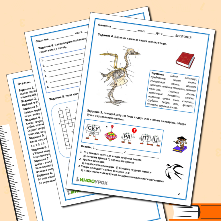 Рабочий лист по биологии. Тема «Опорно-двигательная система птиц»