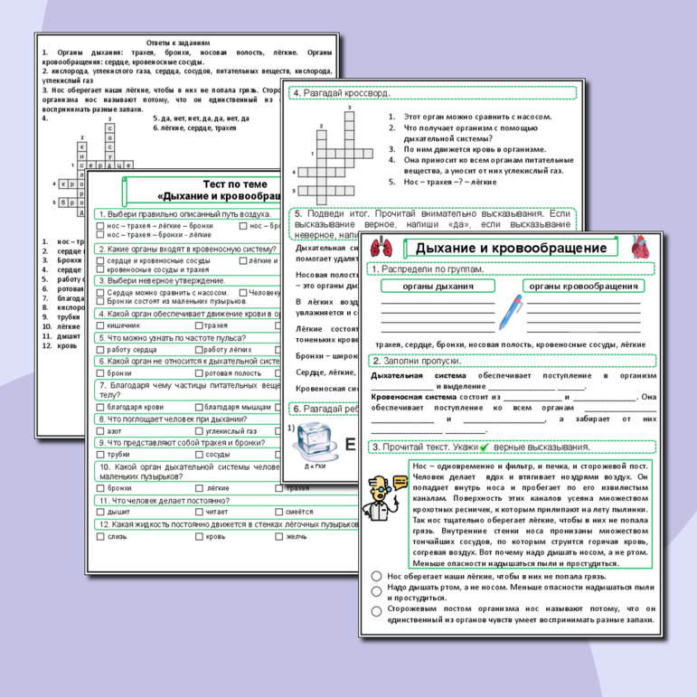 Рабочий лист по окружающему миру для 3 класса «Дыхание и кровообращение» (Рабочий лист + тест по теме + ответы)