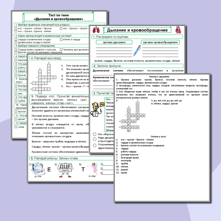Рабочий лист по окружающему миру для 3 класса «Дыхание и кровообращение» (Рабочий лист + тест по теме + ответы)